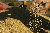 El precio de la soja llegó a U$S 514,82 la tonelada en Chicago