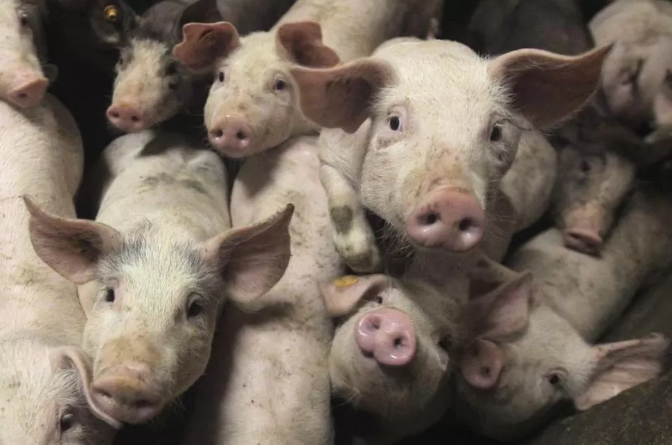 INVERSIONES. La producción porcina se verá fortalecida por el acuerdo, según Neme. Foto: Archivo LA GACETA