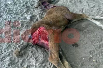 En Santiago del Estero temen por el regreso del Chupacabras