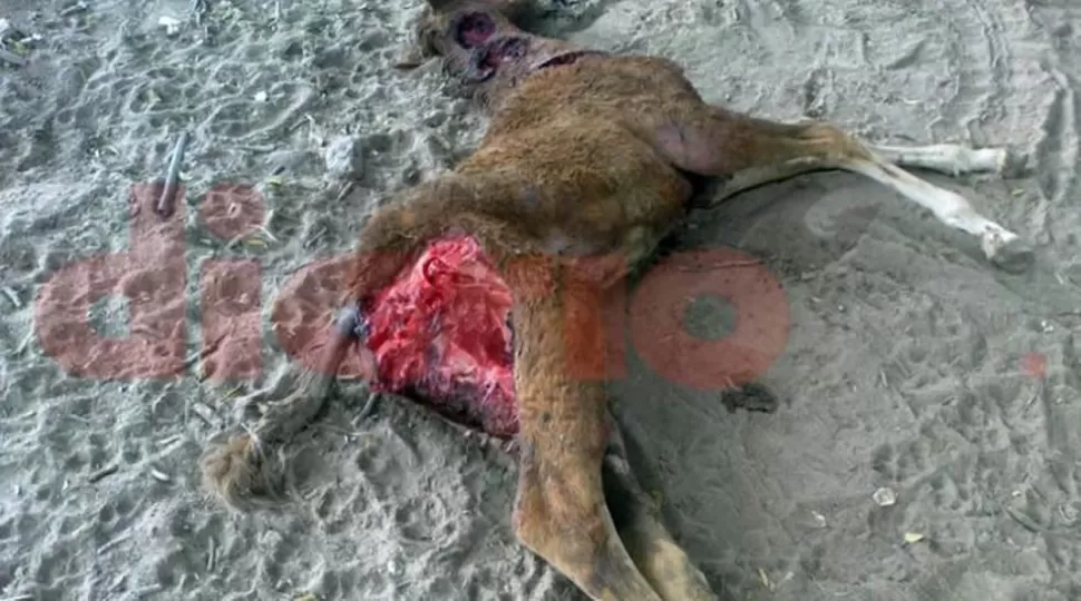 SOBRENATURAL. Aseguran que el potrillo no murió por la acción de un animal común. FOTO TOMADA DE NUEVODIARIOWEB.COM