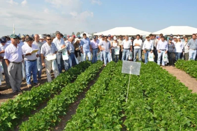 Las microparcelas brindan información a los agricultores
