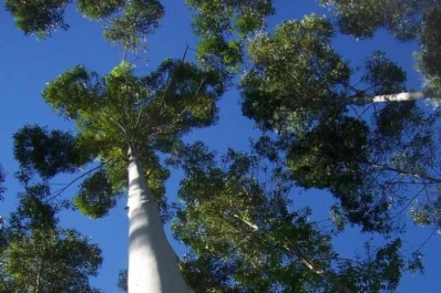 Semilleros tucumanos producen y certifican