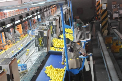 El Senasa realizó inspecciones en 12 empaques de citrus