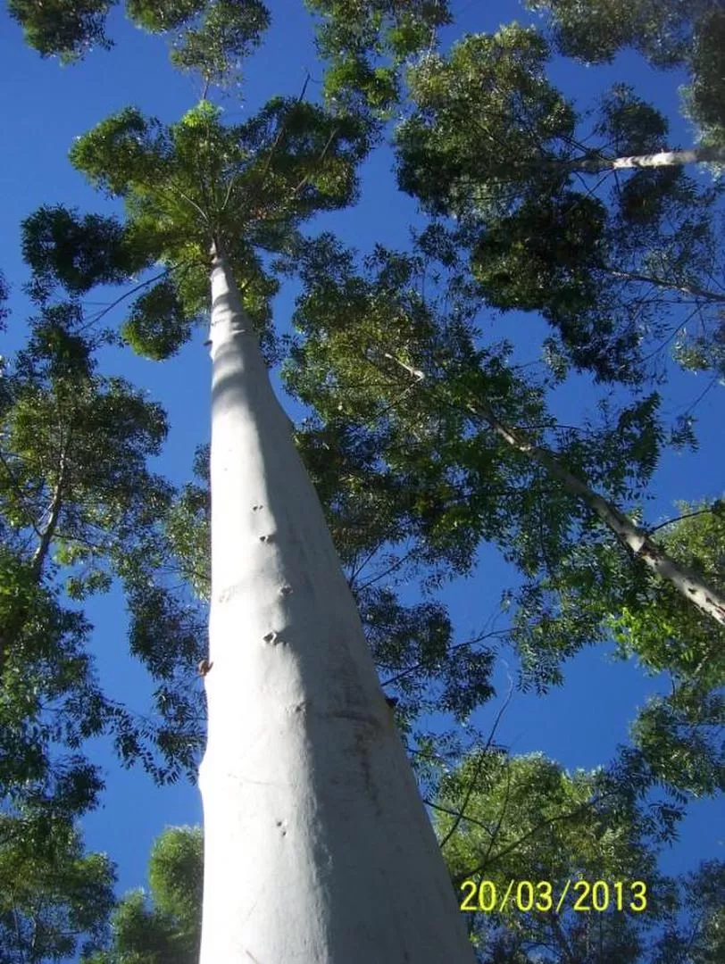 MEJORES ESPECIES. Dos tipos de Eucalyptus, el grandis y camaldulensis, se utilizarán para la forestación en Tucumán.  