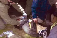 El sospechoso del atentado en Boston está en grave estado