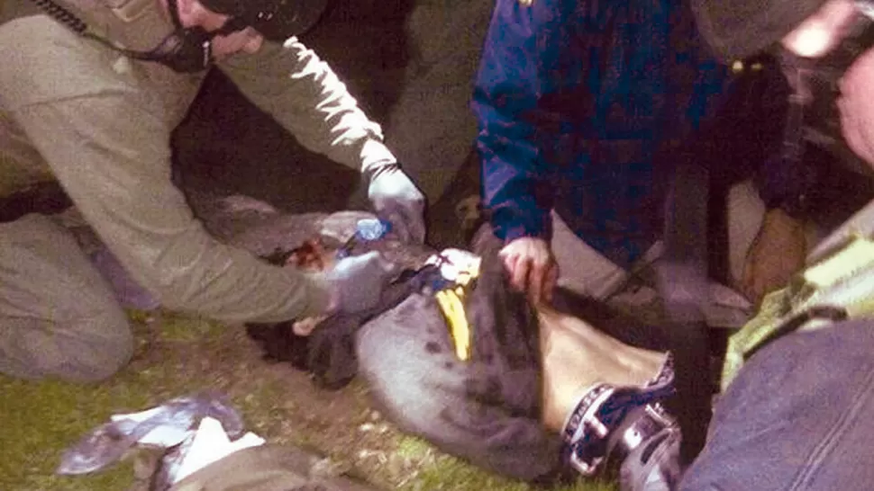 ATRAPADO. La Policía de Watertown difundió fotografías del momento de la detención de Dzhokhar Tsarnaev. REUTERS