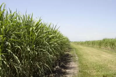 Cañeros no quieren empezar la zafra