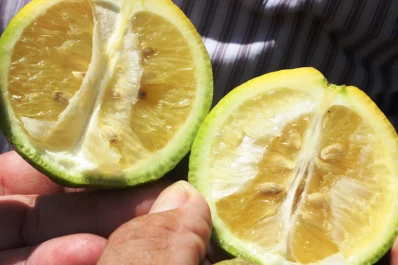 Una campaña citrícola con objetivos claros