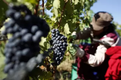 Sancionan la Ley de Fomento a la Vitivinicultura