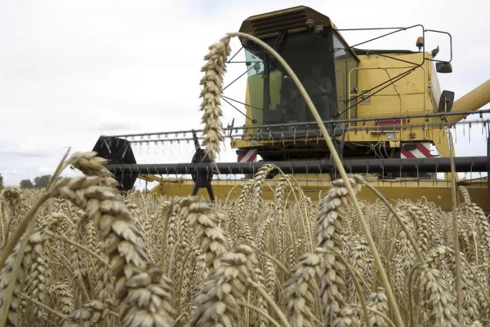 PROMESA. Con los excedentes de trigo liberados se pretende aumentar el interés para que haya más siembra. REUTERS