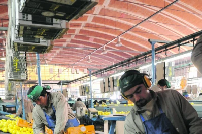 Secuestran 1.500 kilos de cítricos y paltas en la capital provincial