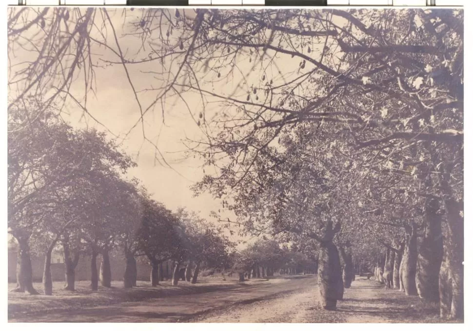 ÁRBOLES TUCUMANOS. Los palos borrachos de la avenida Pellegrini, en una fotografía de la década de 1930. LA GACETA / ARCHIVO