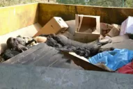 Seis imputados por la matanza de perros en Dean Funes