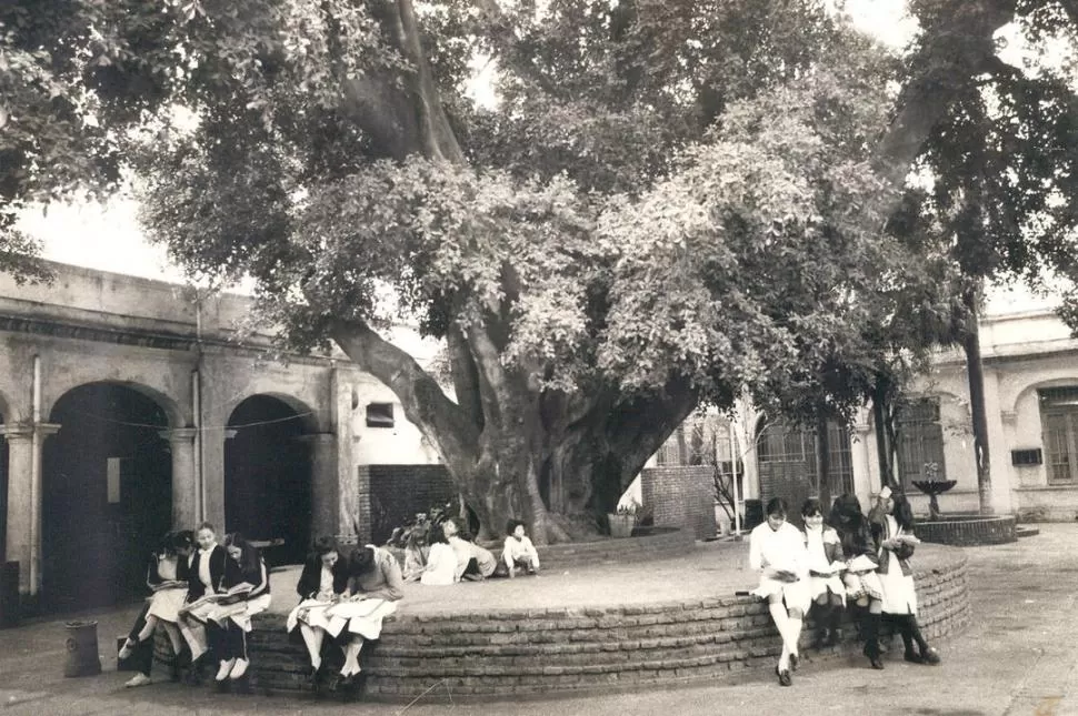 FRONDOSO SAN ANTONIO. Característico árbol del patio de la Escuela Sarmiento, en cuyo local funcionó antes el Colegio Nacional. LA GACETA / ARCHIVO
