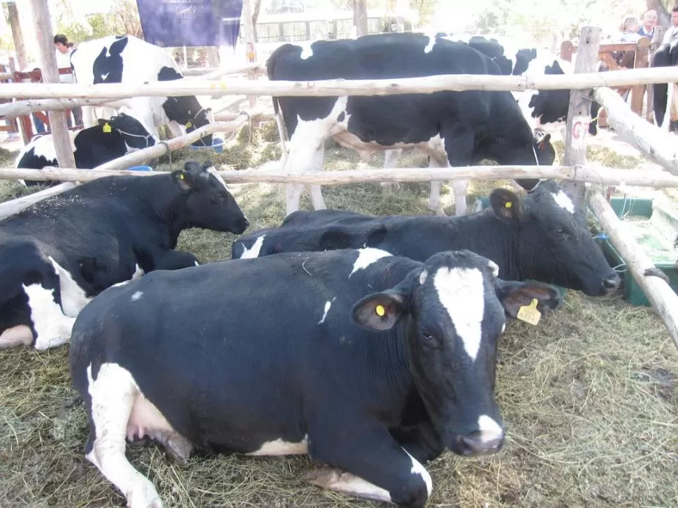 EL MEJOR ANIMAL. Los productores tratan de contar en sus planteles con vacas Holando Argentino, ya que se adaptan muy bien a los rigores climáticos. LA GACETA / FOTO DE DANIEL VACA