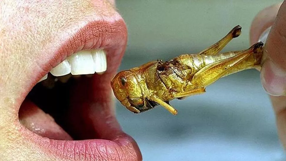 TENDENCIA. La FAO señala que unas 2.000 millones de personas en el mundo incluyen insectos en sus dietas. FOTO TOMADA DE NOTICIAS24.COM