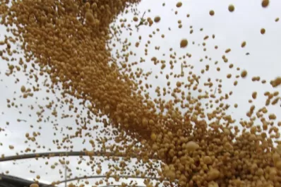 China demandaría 11,9% más de soja durante este año