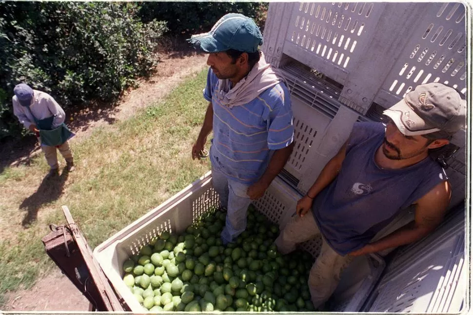 CUIDADOS. La calidad y sanidad de la fruta son una marca registrada. LA GACETA / FOTO DE FRANCO VERA (ARCHIVO) 