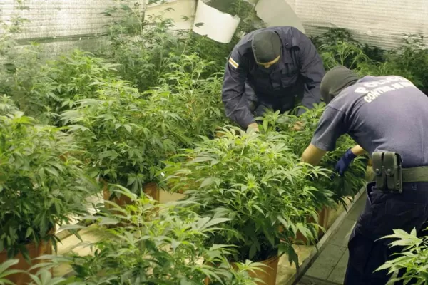 La OEA recomienda despenalizar el consumo de drogas