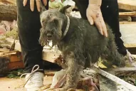 Sobreviviente del tornado de Oklahoma halla a su perro perdido en plena entrevista