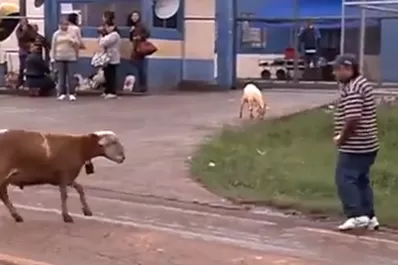 Una cabra desató su furia y se hizo famosa en YouTube