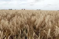 Argentina: Por la escasez de siembra y de oferta del cereal, el trigo hoy vale más que la soja