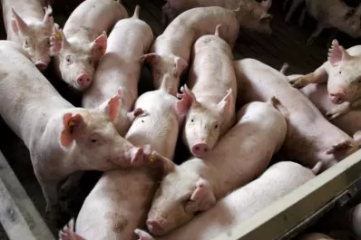 China compró la mayor productora de carne porcina