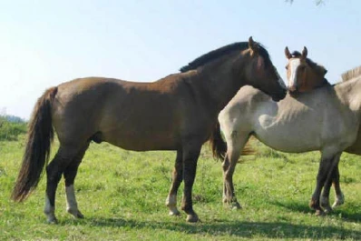 Reconocen a la Argentina como libre de peste equina