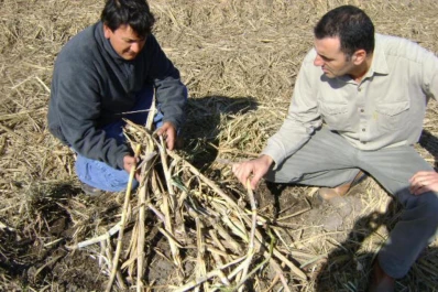 La cosecha mecanizada deja en los cañaverales unas 35.000 toneladas de azúcar, en promedio