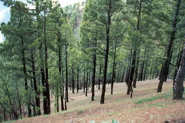 Buscan darle forma a la ley forestal para Tucumán