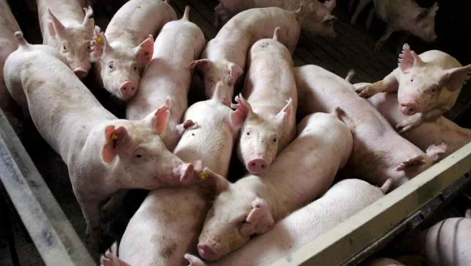 A LA CABEZA. China es uno de los principales consumidores de cerdos.  