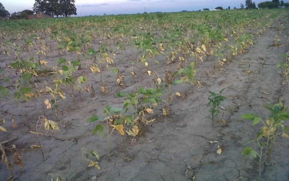 FALTA DE AGUA. En numerosos campos de Tucumán las plantitas de soja lograron nacer, pero no tuvieron fuerza para desarrollarse y murieron en el intento. FOTO DE ARCHIVO