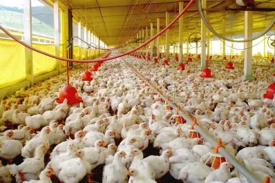 Honduras paga petróleo con pollo, huevos y café