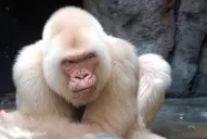 Copito de Nieve fue fruto del incesto