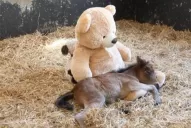 Encontró la calma en un oso de peluche