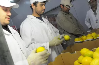 El limón de Tucumán podría ingresar a México
