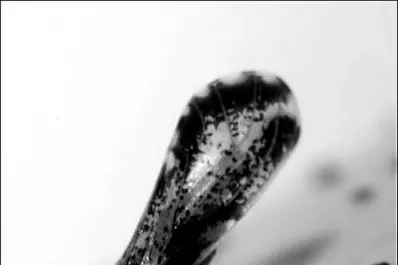 Exportamos cumpliendo normas de calidad y sanidad