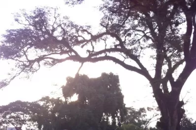 Hizo valer        su categoría