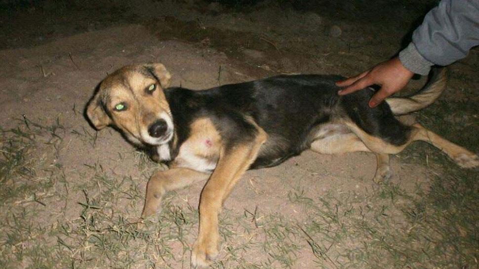 GOLPEADA, PERO EN BUEN ESTADO. Negrita, que fue agredida el sábado por el ex delantero de Bella Vista, fue revisada por un veterinario en Banda del Río Salí. 