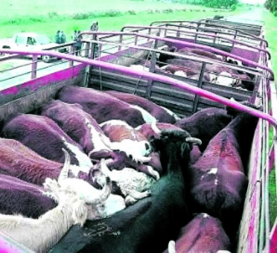 CONTROL.  La unidad de transporte de ganado deberá lavarse y desinfectarse en los lavaderos habilitados  por el Senasa. FARER.COM.AR 