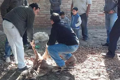 En Loreto, reaparece el temor al Chupacabras