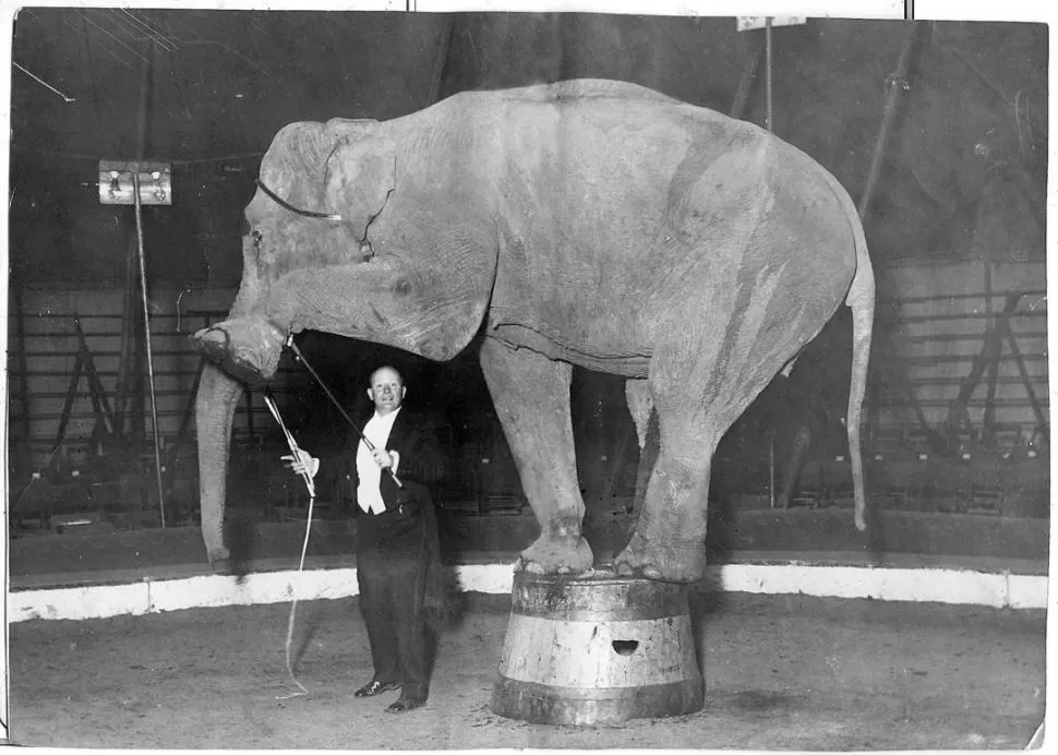 ERNESTINA. La elefanta del Zoológico de Tucumán fotografiada, en 1931, junto a su entrenador del circo Berlín, que acababa de adquirirla. LA GACETA / ARCHIVO