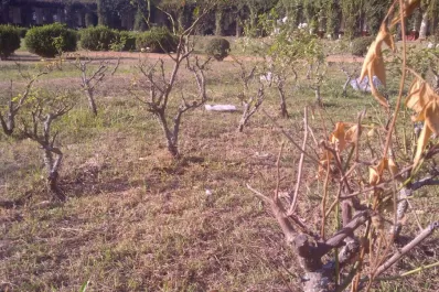 Los pastizales se adueñan de El Rosedal