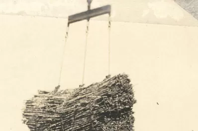 Cuando la caña florece