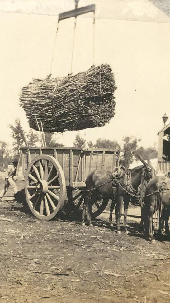 ZAFRA EN LOS AÑOS 1910. 
 LA GACETA / ARCHIVO