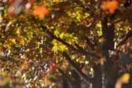 La ciudad en la que hay un árbol cada siete metros