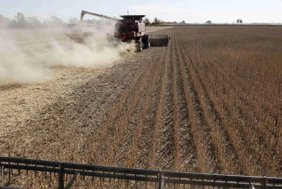 SEMILLAS. En algunas zonas productivas, los agricultores sólo cosecharon la soja para hacerse de semilla para la próxima campaña de granos de verano. REUTERS