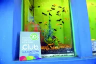 Hacé feliz a tu mascota con el Club La Gaceta