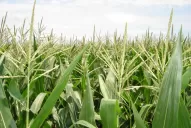 EEUU: la lluvia afianza el desarrollo de los granos