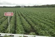 En el NOA y el NEA podrán utilizar, a gran escala, la nueva variedad de Monsanto